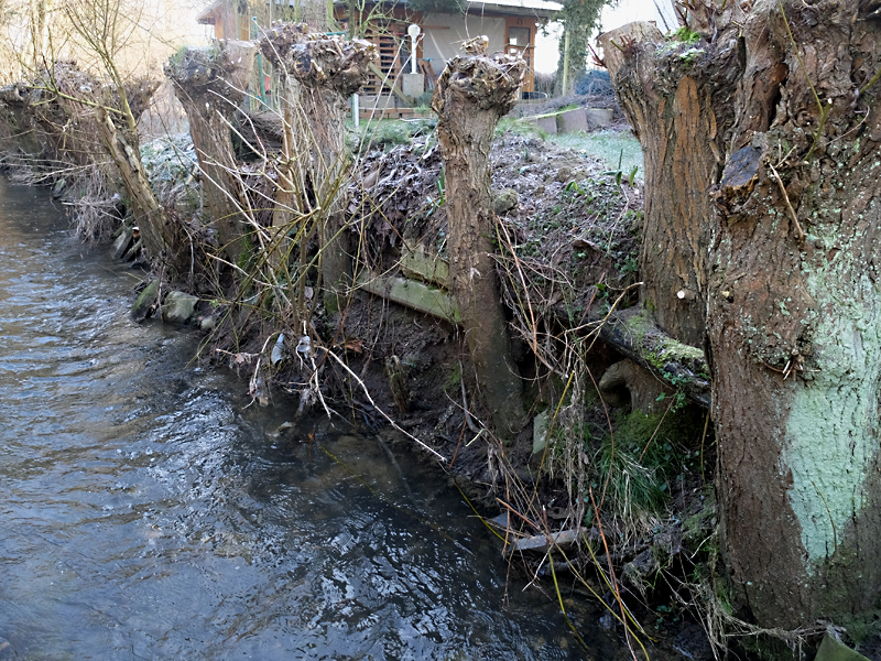 tengerner bach aufweitung 03